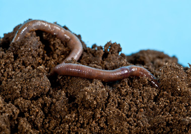 Build a Better Earthworm Home Image
